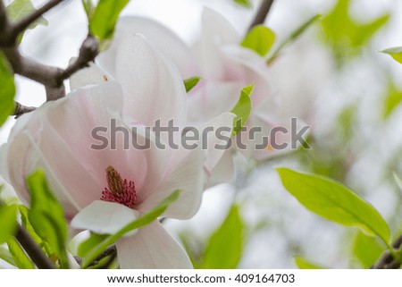 Magnolia tree at spring blossoms closeup