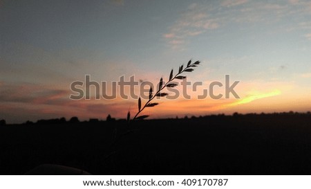 Harvest sunset