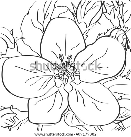 flower on white background.Beautiful monochrome vector floral with apple flowers and leaves in graphic style. - stock vector.For coloring book.