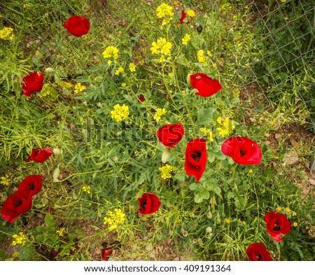 Bright spring poppy flowers  on a meadow Peloponnese, Greece