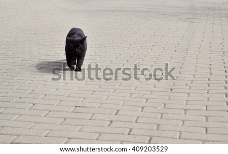 Black cat on the pavement