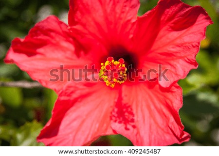 Image of Red hibiscus flower, Andalusia, Spain