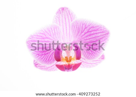 Pink orchid on white background. Image of love and beauty. Natural background and design element.