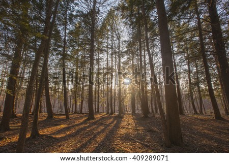 Sunset view through pine trees in the Berkshire Mountains of Western Massachusetts. Royalty-Free Stock Photo #409289071