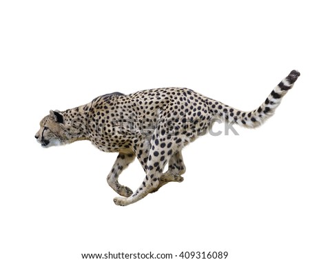 Cheetah  Running ,Isolated on white Background Royalty-Free Stock Photo #409316089