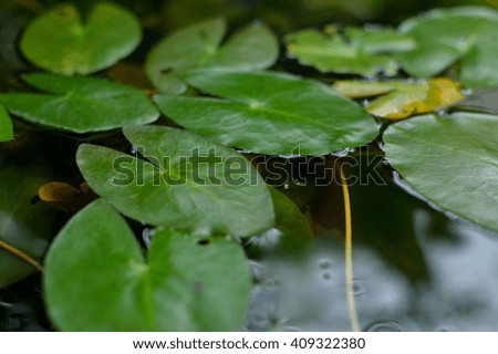 submerged plant in the small ponds. 