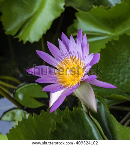 beautiful water lily or lotus flower,The beauty of nature is built,pink lotus flowers for design for natural cosmetics, health care and  products,Can be used as greeting card.