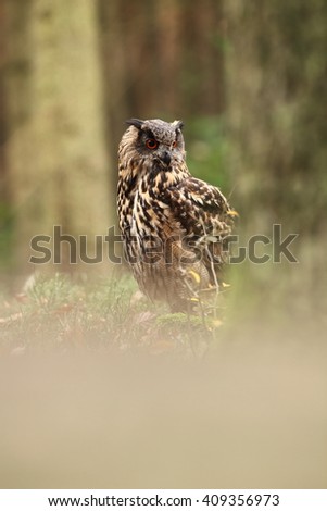 Bubo bubo. Owl. Photo was taken in the Czech Republic.