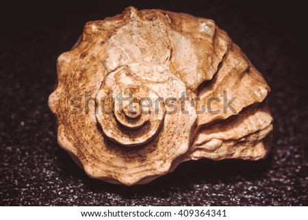 Natural big decorative brown seashell, close up photo with vintage color effect.