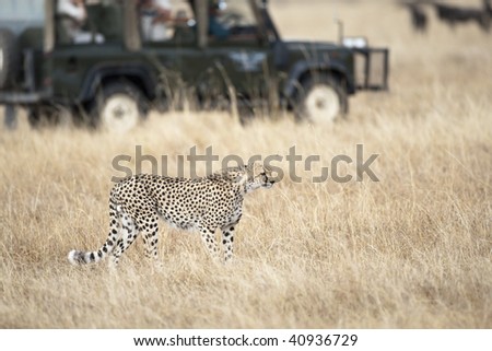 Safari tourists observing a cheetah, focus on foreground, blurred background, Masai Mara, Republic of Kenya