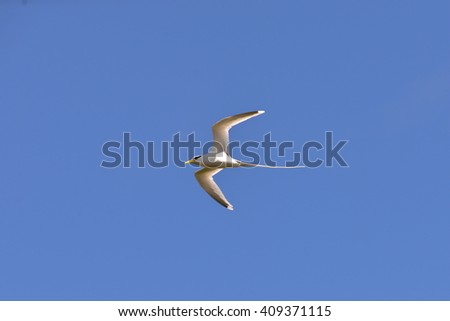 white-tailed tropicbird, bird Royalty-Free Stock Photo #409371115
