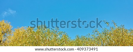 autumn leaves with blue sky background, PANORAMA
