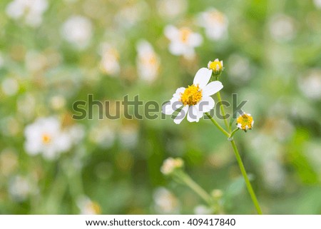Bidens Pilosa Var. Radiata flower on colorful blurry background, wildflowers