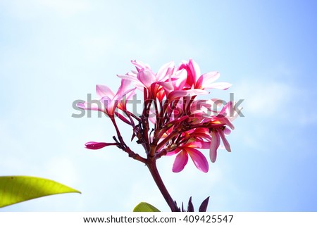Pink plumeria on the plumeria tree, frangipani tropical flowers with blurry background:select focus with shallow depth of field:ideal use for background.
