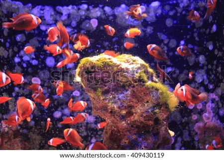 fishes and anemone in aquarium