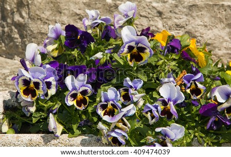 Photo of viola tricolor pansy, flowerbed