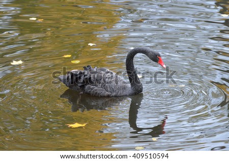 St. Petersburg, autumn, black swan in the pond