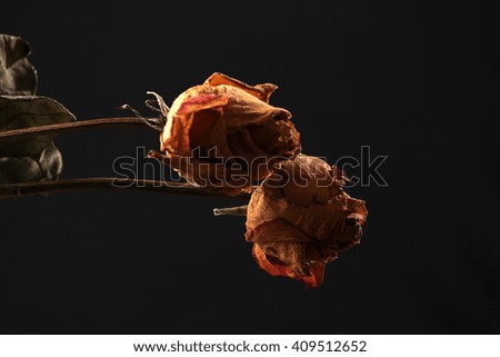 Dried red rose on Black background.