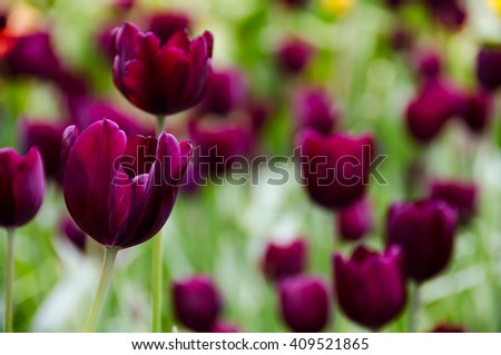 Beautiful in black bouquet of tulips. 