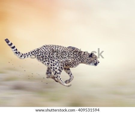 Cheetah  Running on Soft Focus Background