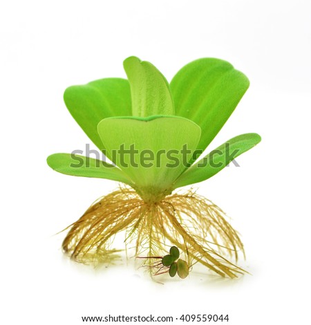 green duckweed isolated on white background
 Royalty-Free Stock Photo #409559044