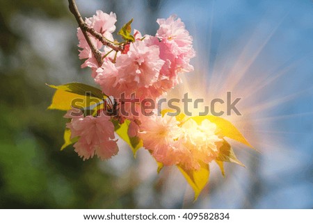 Close-up of Cherry Blossom or Sakura flower in springtime. Soft focus background. 