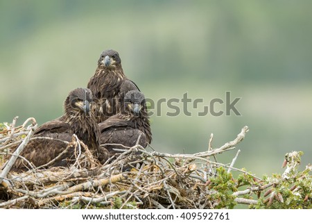 Three juvenile bald eagles (lat. Haliaeetus leucocephalus) sitting in the nest waiting to be fed Royalty-Free Stock Photo #409592761