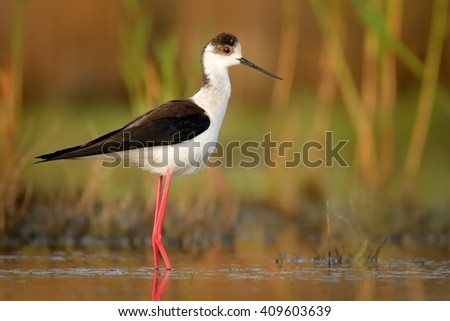 Black-winged Stilt - Himantopus himantopus walking in the water and feeding, widely distributed very long-legged black and white colored wader in the avocet and stilt family (Recurvirostridae).