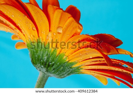Macro image of orange Gerbera flower with water droplets on petals.
