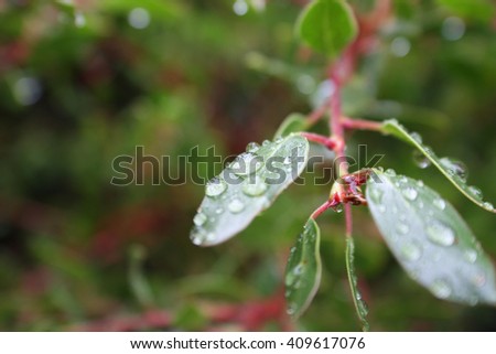 Water drops on leaves Stock Photo High Quality