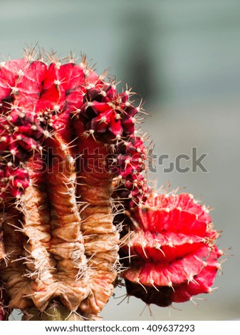 Red cactus