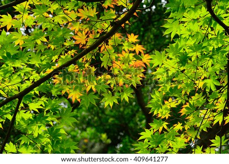 Maple leaves texture. Yellow and green foliage of early fall season.