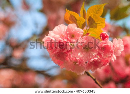 Close-up of Cherry Blossom or Sakura flower in springtime. Soft focus background. 