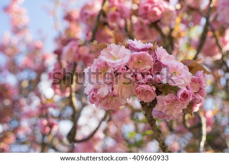 Pink Cherry flowers