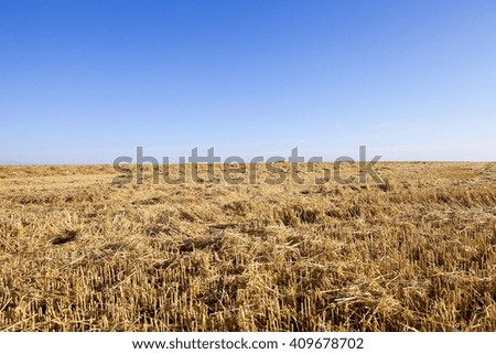  Agricultural field on which grow ripe yellowed cereals