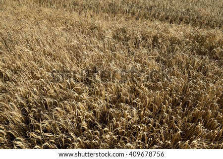  Agricultural field on which grow up cereals wheat, Belarus, ripe and yellowed cereals, small depth of field