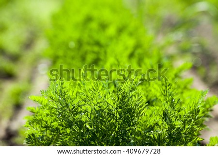   Agricultural field on which grow up carrots. green plant carrots