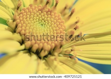 Blurred of Tuscany sunflowers