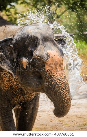Elephant in zoo.