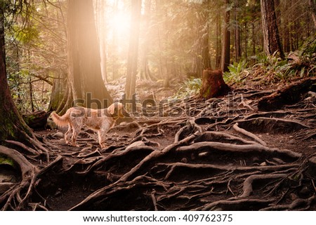 Dog in the forest with the sun coming through the trees.