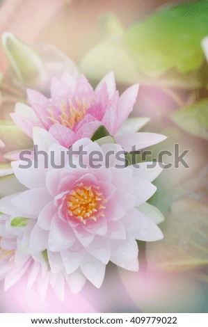 Beautiful Lotus with Soft Focus Color Filter