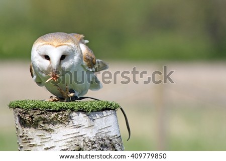 stunning barn owl 