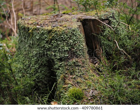 overgrown tree stump in the forest
