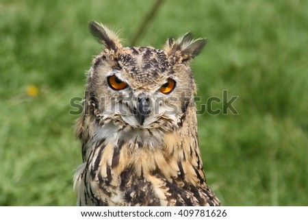 beautiful owl 