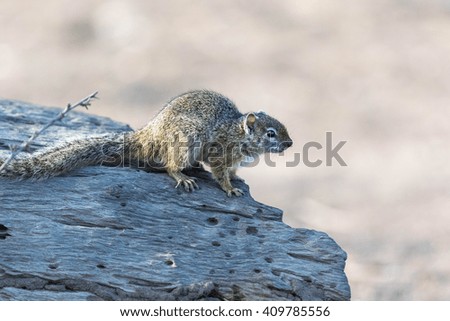 African Ground Squirrel On A Tree Trunk