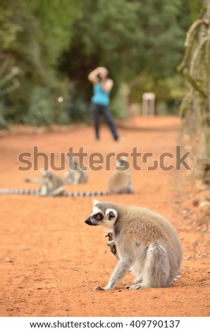 Lemur catta, ring tailed  in the wild with tourist taking picture in the background, Madagascar