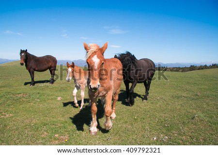 Happy family of horses walking in mountain