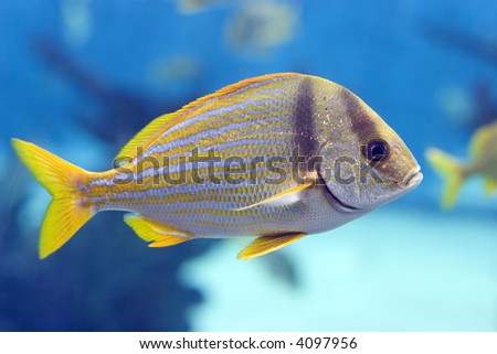Closeup of a striped yellow tail fish