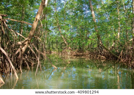Mangrove forest from Central America, Costa Rica, Osa peninsula. Royalty-Free Stock Photo #409801294