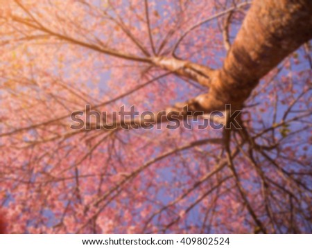 picture under the tree with spread branch and pink leaves, brunch of tree blur style, background